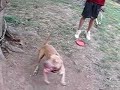 golden retriever/ greyhound cross