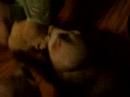 Pipping the ferret and his prized ted