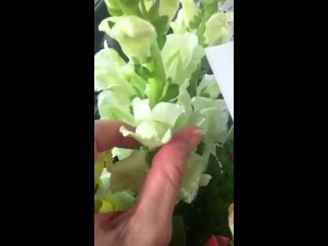 how to look after snapdragons