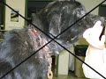 Dogs Deserve Respect - Unchain Your Dog