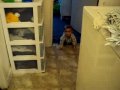 enzo engatinhando...