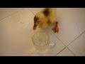baby duck diving