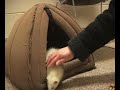 Adopt a Ferret \"Newman, Barney, Mickey, and Sylvia\" MSPCA Springfield Adopt a Ferret \"Newman, Barney, Mickey, and Sylvia\" MSPCA Springfield