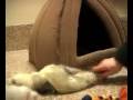 Adopt a Ferret Newman, Barney, Mickey, and Sylvia MSPCA Springfield