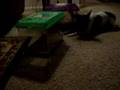 My Dog Tries To Get Frogs
