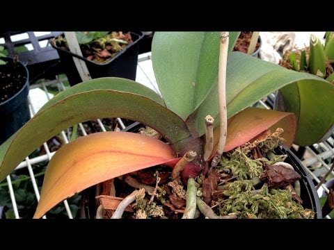 how to replant cut orchids