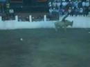 San Isidro Jaripeo