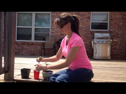 how to fertilize euonymus