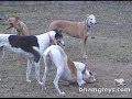 Jail Break - Greyhounds attempt escape Jail Break - Greyhounds attempt escape