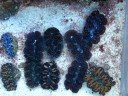 B�nitiers