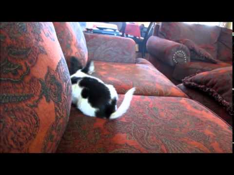 Sweetheart f papillon 6-6-2014