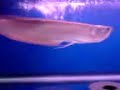 My 2 20inch silver arowana My 2 20inch silver arowana