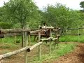 Hoedspruit wildlife estate stables