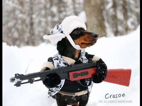 Huntin' Dog Part 2 - WABBIT SEASON - Crusoe Dachshund Huntin' Dog Part 2 - WABBIT SEASON - Crusoe Dachshund