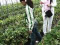 kannami strawberry picking farm 2