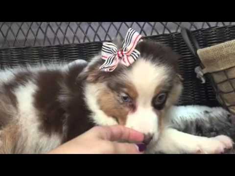 Gorgeous, Red Merle Aussie Boy!