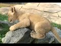 NEW Zoo welcomes new cubs NEW Zoo welcomes new cubs