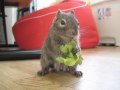 サニーレタスうまい