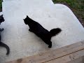 Rolly Polly Noodnick Rolly Polly Noodnick