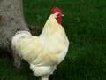 Rooster in Punta Cana