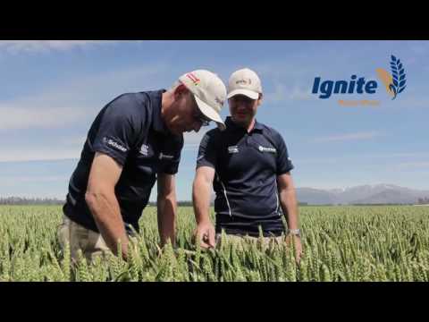 Ignite - Milling Wheat