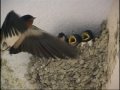 The swallows have returned