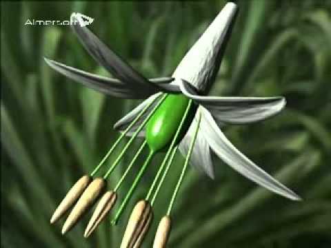 Reproductive Cycle of Flower Plants  The Amazing Lives of Plants Low Clip4