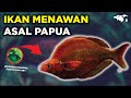 Ikan Hias Red Irian Apakah Galak