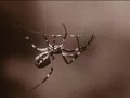 The Motion Sick - \"Jean-Paul\" Video