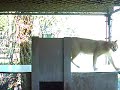 Caracal