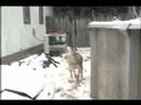 Sabre in the Snow Sabre in the Snow