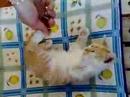 gatto giocherellone
