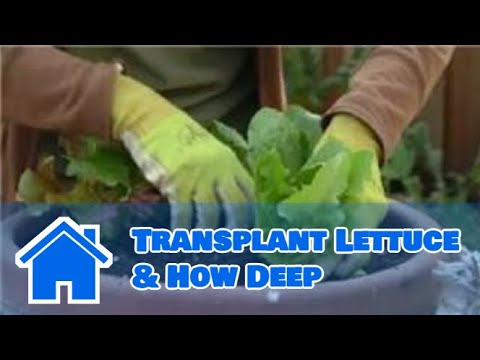 how to transplant lettuce starts