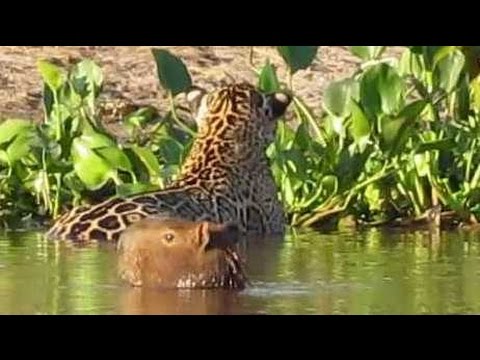 Flagra no Pantanal: Onça pintada ataca capivara * Jaguar attacks capybara