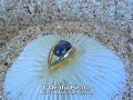 Bague clips gros cabochon Bague clips gros cabochon