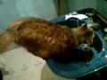 MI GATA ORINANDO EN EL BIDET!