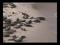 Divers disturbing the seals in La Jolla on December 6' 2009