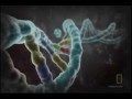 This was originally done by djarm67 Homosexuality - Nature, nurture or choice www.youtube.com www.youtube.com