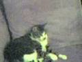 Catbook Movie: Young Sicky