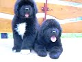 F boys 58 days old F boys 58 days old