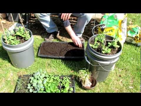 how to transplant beetroot seedlings