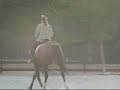 Winnipeg: 16.3h, bay 6 year old warmblood mare Winnipeg: 16.3h, bay 6 year old warmblood mare