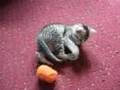 Playing Egyptian Mau Kittens