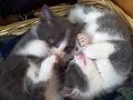The kittens at bedtime - Perci can\