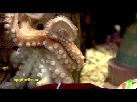 Paul the Octopus