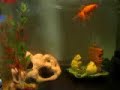 Gold fish in an aquarium