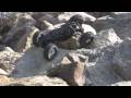 videos de Axial Edge RC Rock Crawling HD Part 2