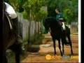 Caballos menorquines - VIAJES A MENORCA - MUCHOVIAJE