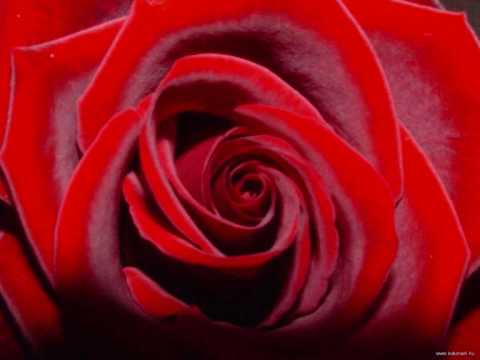 Szeretlek Kincsem!!!.wmv