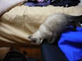 Siamese I